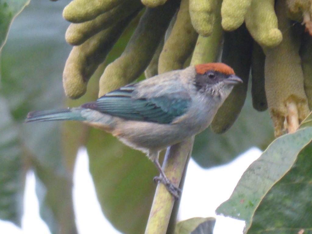 Mirador Finca Morrogacho Manizales Zewnętrze zdjęcie